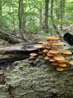 a grouping of mushrooms nestled on a log and moss covered bark