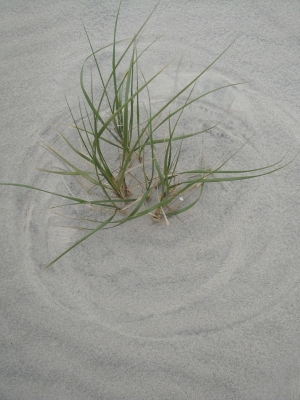 tall grasses that have been swirled by the wind, creating circles in the sand